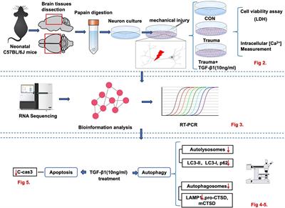 Transforming growth factor-β1 protects mechanically injured cortical murine neurons by reducing trauma-induced autophagy and apoptosis